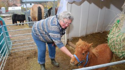 Bild: tss
Das kleine Fohlen „Peter“ hatte eigentlich schlechte Karten und wäre beinahe ein Fall für den Schlachter geworden - wenn es Christine Reisinger nicht gäbe. Sie päppelt das sechs Monate alte Pony wieder auf.