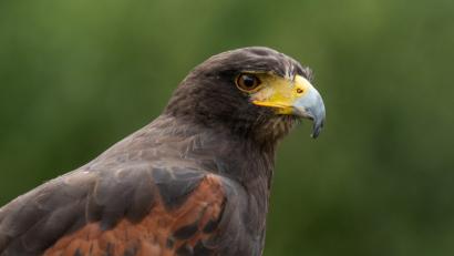 Bild: Silas Stein/dpa
Symbolbild eines Bussards.