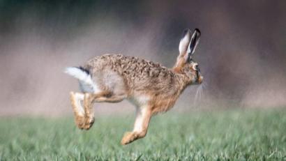 Bild: Boris Roessler/dpa
Hasenpest überträgt sich vom Tier auf den Menschen. Diese Erfahrung machen gerade einige Jäger aus dem Kreis Schwandorf.