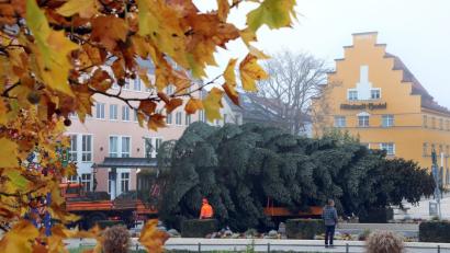 Bild: Wolfgang Steinbacher
Da biegt er ein in die Bahhofsstraße: Der Christbaum 2019 für den Marktplatz.