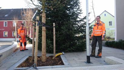 Bild: Lowak
Der Neuhauser Christbaum steht schon.