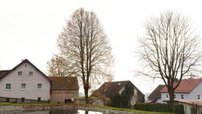 Bild: bey
Anwohner befürchten eine Gefahr, falls die Linde umfällt.