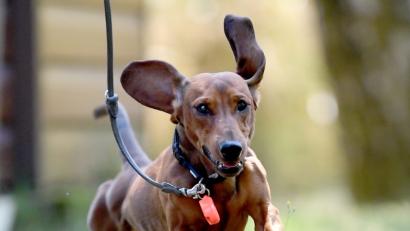 Bild: Britta Pedersen/ZB/dpa
Kurzhaardackel Emil rennt beim Dackeltreffen auf der Dackelranch Lichtenrade über den Platz. Ein Hund muss sich viel bewegen.