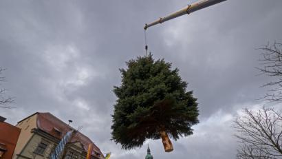 Bild: tr
Nicht einmal fünf Minuten schwebte der Christbaum über dem Marktplatz. Die komplette Aufstellungsaktion nahm gerade mal 45 Minuten in Anspruch, was einem seit Jahren bewährten Team zu verdanken ist.