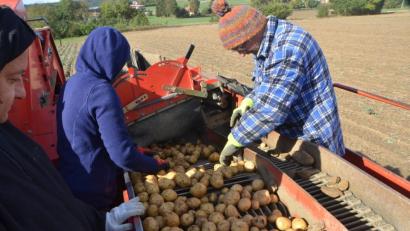 Bild: dob
Dick eingepackte Erntehelfer bei Vohenstrauß. Schon bei der Ernte im Herbst zeichneten sich herbe Einbußen beim Ertrag ab.