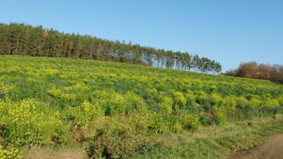 Bild: ohr
Josef Hammer richtete eine schriftliche Anfrage an den Gemeinderat zur Realisierung einer Freiflächenphotovoltaikanlage auf einer Fläche von rund 0,95 Hektar nordwestlich von Brensdorf. Das Gremium räumt die Möglichkeit zur Prüfung der Genehmigungsfähigkeit durch die Fachstellen ein.