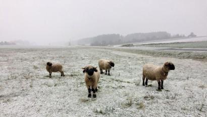 Bild: roa
Walliser Schwarznasen grasen im ersten Schnee auf einer Wiese bei Atzlricht.