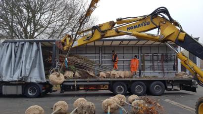 Bild: Stadt Weiden
Keine Zeit, um Wurzeln zu schlagen, haben die Mitarbeiter der Stadtgärtnerei: Sie müssen die 40 neuen Laubbäume in der Stadt pflanzen. Sie sollen die Lücken im Grün schließen, die der Sturm gerissen hat.