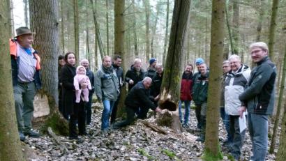 Bild: rn
Im Stadtwald werden dem Biber Zitterpappeln für sein Tun vergönnt. Und die Tiere – zehn an der Zahl – leisten ganze Arbeit, wie die Stadträte bei der jährlichen Waldbegehung sehen.