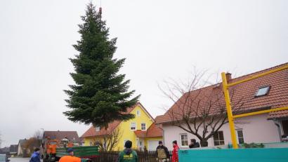 Bild: fvo
Die Weihnachts - Edeltanne schwebt aus dem Garten an der Bernriether Straße.
