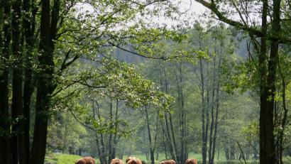 Bild: tr
Das Stiftland hat ebenso wie der Steinwald das Zeug zur Öko-Modellregion, darin sind sich die Initiatoren einig. Für eine schlagkräftige Bewerbung braucht es aber mehr als „nur“ wunderschöne Landschaften, wie hier auf dem Bild zu sehen. Am Donnerstag sollen bei einer Sitzung in Waldsassen Mosaiksteine für ein schlagkräftiges Bewerbungskonzept gesammelt werden.