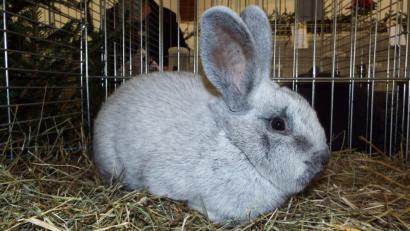 Bild: e
Ein besonders seltenes Exemplar ist der Helle Großsilber, eine Leihgabe von Birgit Sperber aus Königstein.