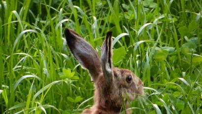 Bild: Schaller
Kleines Tier, große Wirkung: Es gibt einen neuen bestätigten Fall von Hasenpest und einen Verdachtsfall.