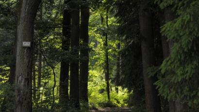 Bild: Petra Hartl
Wie sieht der Wald in der Zukunft aus?
