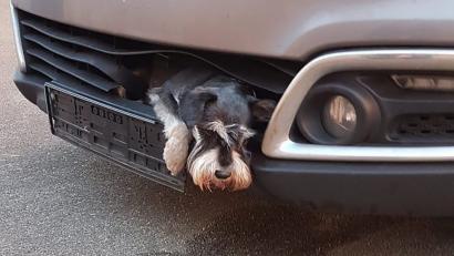 Bild: --
Einmal und nie wieder: Zwergschnauzer Tero steckt im Kühlergrill eines Autos. Foto: Polizei Harburg