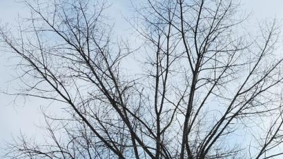 Bild: ohr
Die Pappeln in der Schulstraße am obersten Uferrand des Ochsenbaches sind stellenweise hohl. Folglich ist die Standsicherheit nicht mehr gegeben. Der Gemeinderat Stulln beschloss, die Bäume zu fällen. Über eine Ersatzbepflanzung wird zu gegebener Zeit entschieden..
.