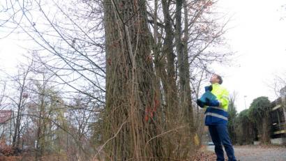 Bild: Gabi Schönberger
Insgesamt 32 Pappeln, die noch aus der üppigen Erstbepflanzung des Flutkanals stammen, werden „von oben nach unten“ aus dem Uferbewuchs entfernt, kündigt Andreas Ettl vom Wasserwirtschaft Weiden an.