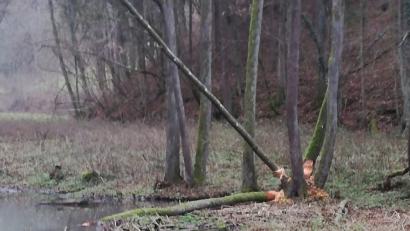 Bild: rrd
Drei Bäume sind quasi in Arbeit, der aufgestaute Tümpel wächst.