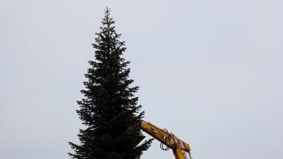 Bild: buc
Der Tannenbaum steht am Tillyplatz.