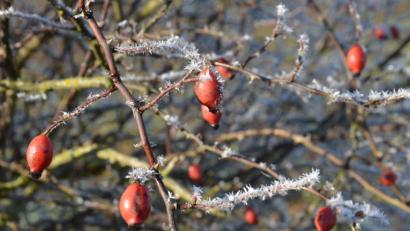 Bild: dob
Freundlicher Frost!