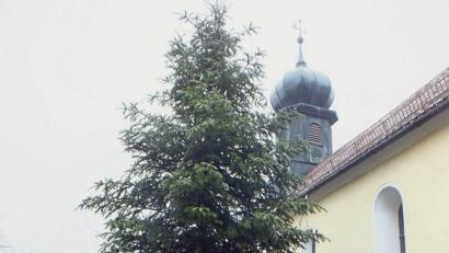 Bild: soj
Daniel Böhm, Holger Pöllath, Patrick Plattner und Albert Thalhammer (von links) bestücken den Weihnachtsbaum mit einer Lichterkette.