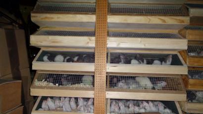 Bild: exb/Polizei
Tausende von Kleintieren auf engstem Raum und längere Zeit ohne Wasser: Damit muss sich in Kürze ein Schwandorfer Gericht befassen.