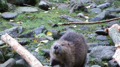 Bild: Ingrid Popp
Drei tote Biber wurden bei Nittendorf in der Schwarzen Laber entdeckt.