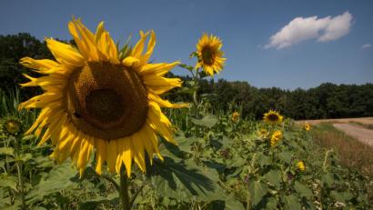 Bild: pop
Das ist ein vorbildlicher Blühstreifen, der an einem Feld bei Amberg in diesem Sommer wuchs. Im Umweltausschuss beantragte jetzt CSU-Stadtrat Norbert Wasner, das Ausweisen von Blühstreifen auf landwirtschaftlich verpachteten Flächen.