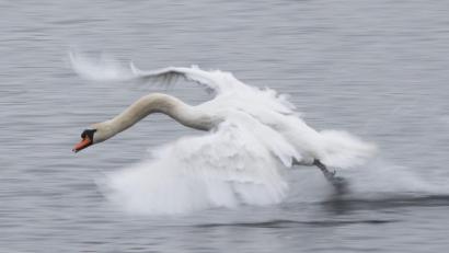 Bild: Sebastian Kahnert/dpa
So einfach davonfliegen konnte der Schwan, der sich am Karl-Heilmann-Block verirrt hatte, nicht. Anwohner riefen daher die Polizei zu Hilfe.