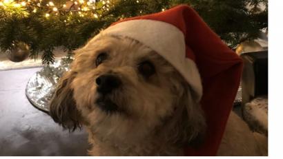 Bild:  privat
Strahlende Kinderaugen sind in diesem Fall programmiert, aber so ein Hund wird gut 15 Jahre alt. Da kann das Kind längst aus dem Haus sein, der Hund bleibt. Unser Hund im Bild hat Glück: Er war nie ein Weihnachtsgeschenk und er wird hoffentlich mindestens 15 Jahre alt.