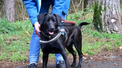 Bild: Hartl
Für Menschen kann Tularämie, wenn sie nicht erkannt wird, gefährlich sein. Nicht für Hunde. Sie können die Hasenpest allerdings auf Menschen übertragen.