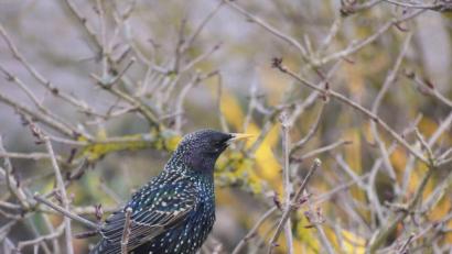 Der Vogel des Jahres 2018, der Star, hat einen vielgestaltigen Gesang mit vielen Imitationen anderer Vogelarten. Bild exb Bild: Naturpark Steinwald