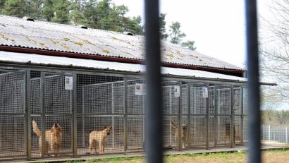 Bild: Stephan Huber
76 Prozent aller im Amberger Tierheim versorgten Tiere fallen in die Kategorie Fundtiere, für die Kommunen zuständig sind. Die bisher dafür erhobene Pauschale ist deutlich zu niedrig angesetzt. Die nötige, gravierende Erhöhung stößt bei den Gemeinden auf wenig Gegenliebe.