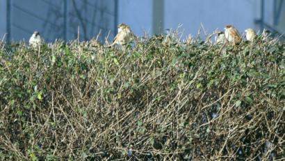 Bild: Thomas Dobler
Eine Ligusterhecke an der Paststraße in Schwandorf bietet Dutzenden von Spatzen einen Versammlungsort, der sich häufig zu einer Art natürlichem Konzerthaus verwandelt - sehr zur Freude der Anwohner und der Passanten.