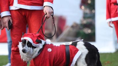 Bild: Yui Mok/PA Wire/dpa
Der Weihnachtsmann in der Amberger Fußgängerzone hatte auch einen Hund dabei (Symbolbild).