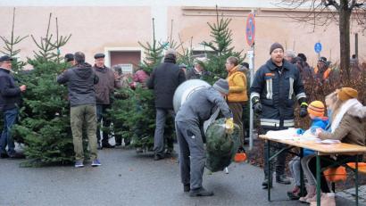 Bild: wlr
Am laufenden Band wandern die Christbäume in die Verpackungsnetze. Vorsitzender Wilhelm Wittmann legt selbst Hand an, um die Exemplare für die Auslieferung vorzubereiten.