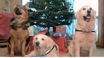 Bild: Gabi Schönberger
Schöne Bescherung für (von links) Akimo, Ena und Chesper, die Hunde von Tanja Pree, Annett und Jürgen Schittenhelm. Die großen Vierbeiner sind brav wie Lämmchen – und das nicht nur zur Weihnachtszeit.