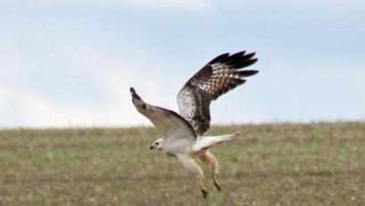 Bild: Heimler
Eine besondere Momentaufnahme ist dem Naturfotografen Hans Heimler gelungen: Er hat in Wolfring einen fast weißen Bussard fotografiert.