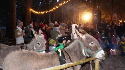 Bild: oe
Die Esel aus Kotzheim sind Stammgäste
bei der Waldweihnacht. Von den Kindern erhielten sie
viele liebevolle Streicheleinheiten.