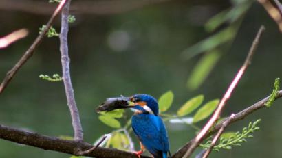 Bild: dtr
Die naturbelassenen Lebensräume und das breite Nahrungsangebot lassen selbst die Populationen von Exoten wie dem Eisvogel in unserer Region ansteigen.