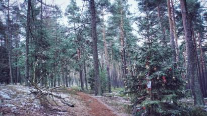 Bild: dmra
Der geschmückte Baum im Wald bei Aschach.