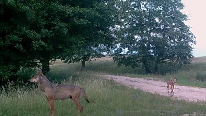 Bild: Bundesforst Grafenwöhr
Aufnahmen von Fotofallen zeigen den stattlichen Wolfsrüden und die etwas kleinere Fähe im Inneren des Übungsplatzes. Welpen konnten durch die Forstleute bislang nicht festgestellt werden.