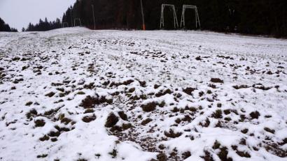 Bild: bkr
Die Schäden an den Wiesen und Grünflächen sind gleich sichtbar, nicht aber das was die Borstenviecher an Flora und Fauna zerstören.