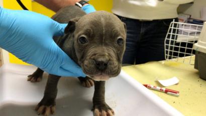 Bild: Tierheim Amberg
Dieser Welpe hat die Fahrt überlebt - vorerst.