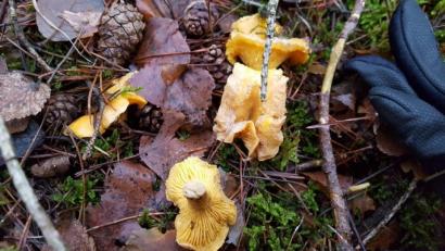 Bild: Ludwig Butz
Diese Weihnachtspfifferlinge fand ein Spaziergänger am Kulm.