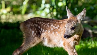Bild: Patrick Pleul/dpa
Ein etwa fünf Wochen altes Rehkitz steht auf einer Wiese im Tierheim.