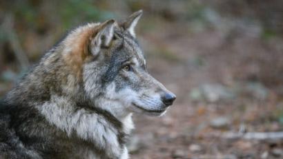 Bild: Patrick Pleul/dpa
Der Wolf (Symbolbild) sei bei den Bürgern im Landkreis noch kein großes Thema, meint Landrat Richard Reisinger. Schließlich sei der Rückkehrer bislang nur vereinzelt im Bereich der Übungsplätze gesichtet worden. Aber einen Experten, einen Wolfsberater, gibt es inzwischen.