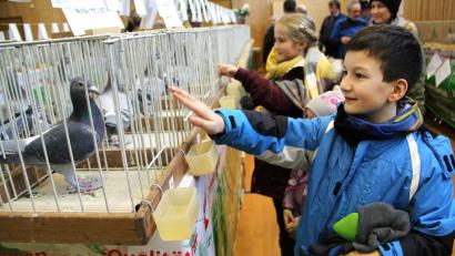 Bild: boj
Zum 50-jährigen Bestehen des Brieftaubenvereins "Über Berg und Tal" war die Mehrzweckhalle in Niedermurach Schauplatz einer Ausstellung der Reisevereinigung Nabburg. Ganz nah und auf Augenhöhe die Brieftauben anzuschauen war dabei auch für die Kinder sehr reizvoll.