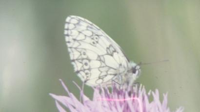 Bild: Günter Reif
Der Schachbrettfalter gilt als gefährdet. Er wurde deshalb zum Schmetterling des Jahres 2019 gekürt.