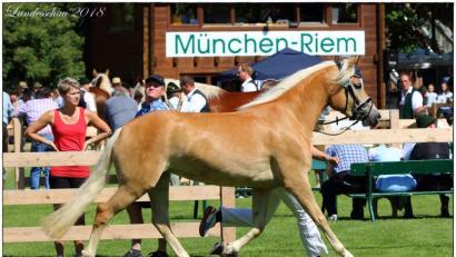 Bild: ads
Navena HK - die Haflinger-Jungstute erhält viel Lob für "den geschmeidigen Trab, den harmonischen Schrittablauf und den charmanten Typ".
